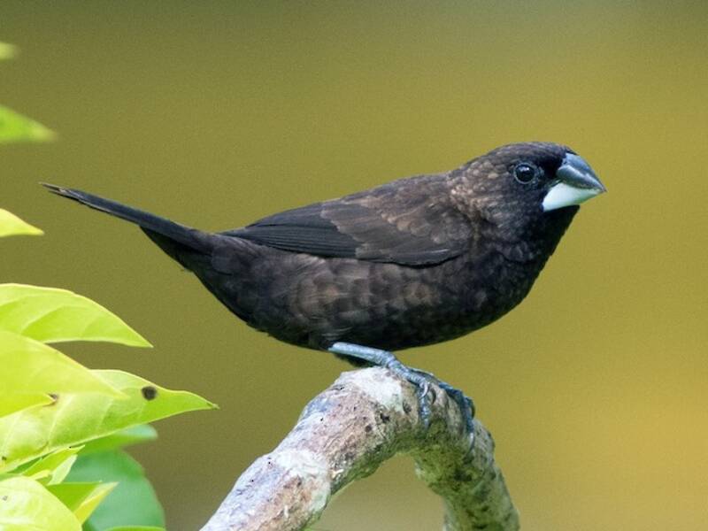 Munia bruna, Foto 4
