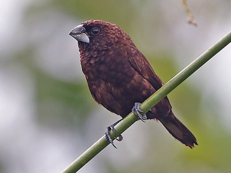 Munia bruna, Foto 3