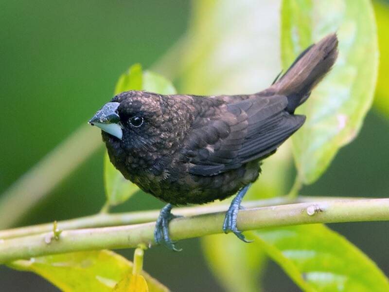 Munia bruna, Foto 2
