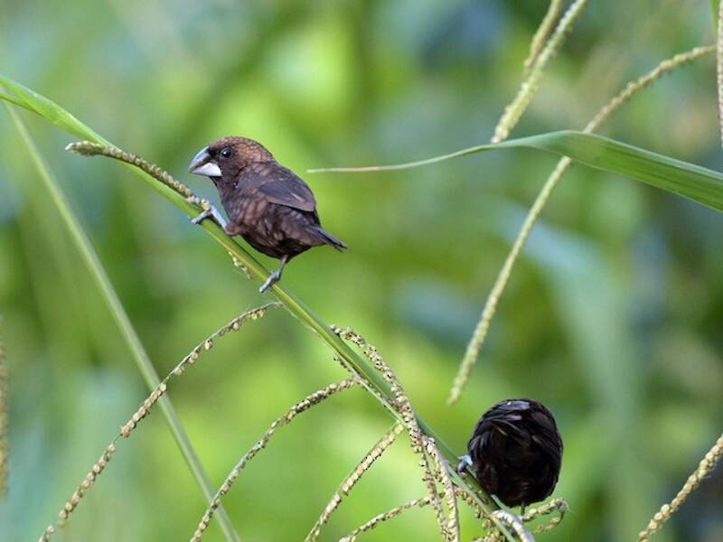 Dusky Munia