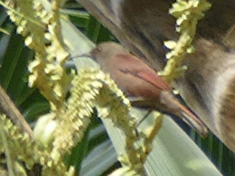 Red-tinged Myzomela