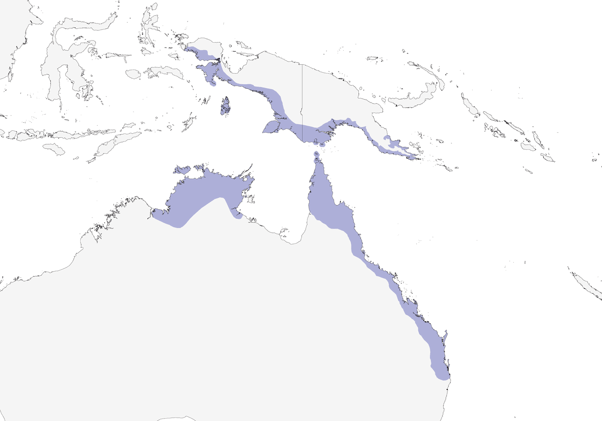 Dusky Myzomela, Distribution 1