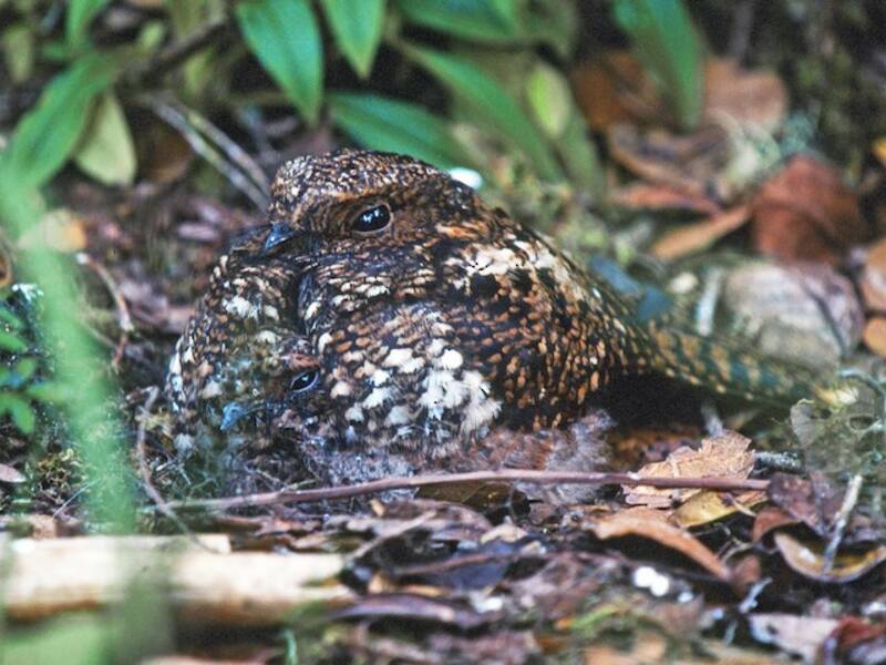 Dusky Nightjar, Photos 2