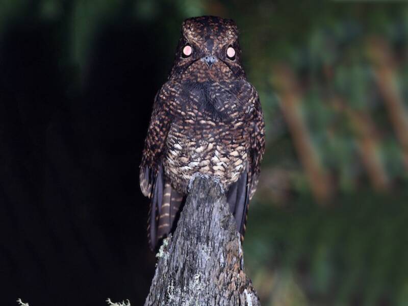 Dusky Nightjar, Photos 3
