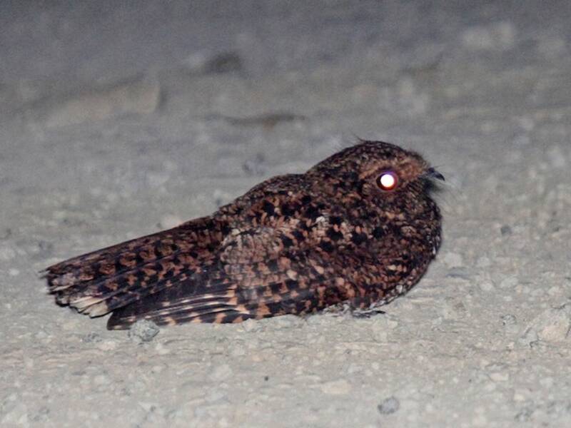 Dusky Nightjar, Photos 4
