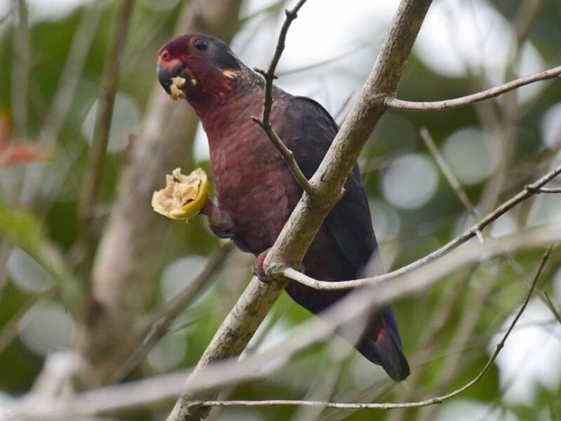 Dusky Parrot