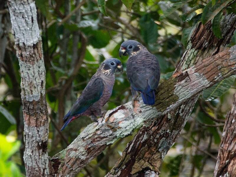 Loro Sombrío, Fotos 2