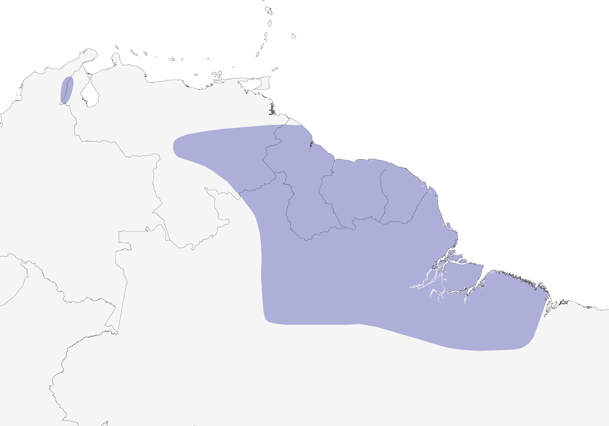 Loro Sombrío, Distribución 1