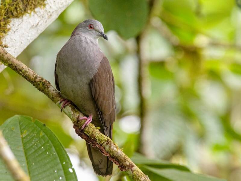 Dusky Pigeon, Photos 4