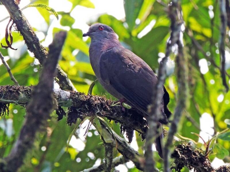 Dusky Pigeon, Photos 2
