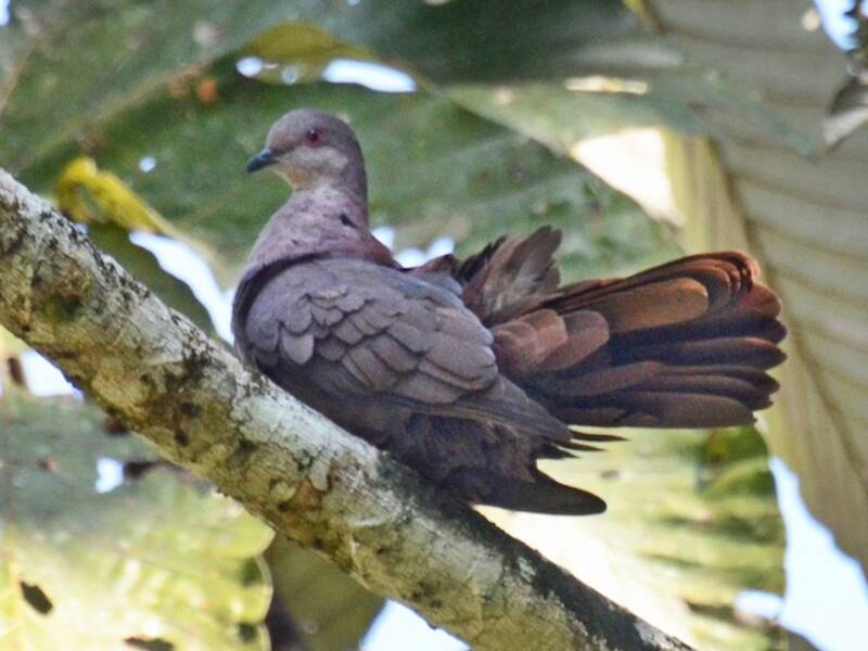 Dusky Pigeon, Photos 3