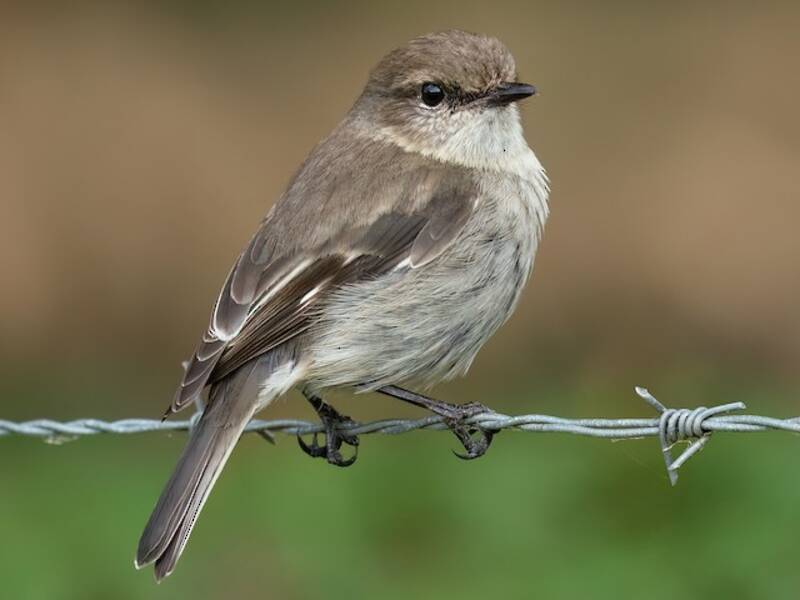 Dusky Robin, 照片 4
