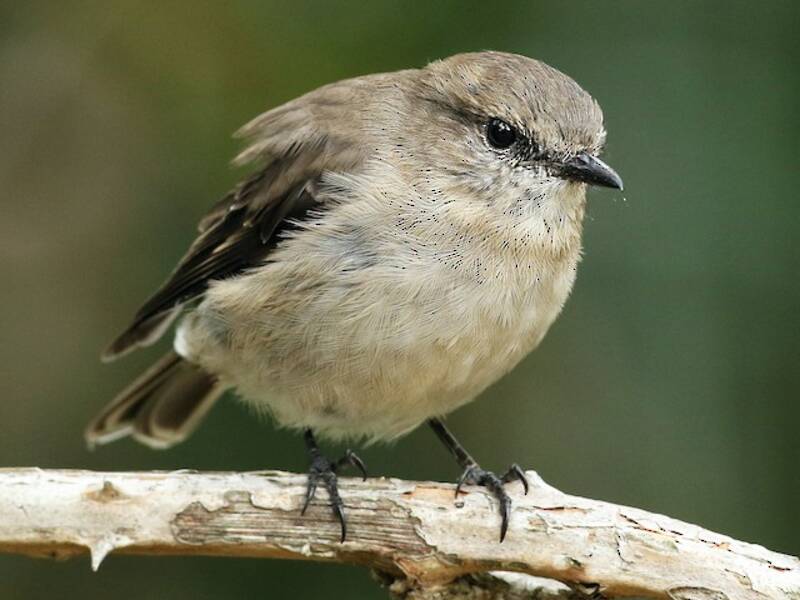 Dusky Robin, 照片 2