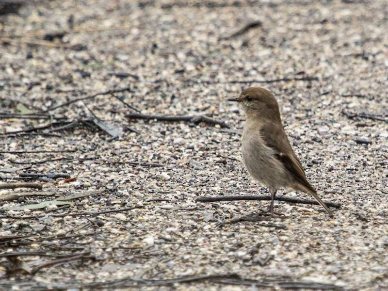 Dusky Robin, 照片 3