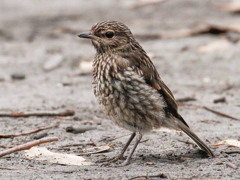 Dusky Robin