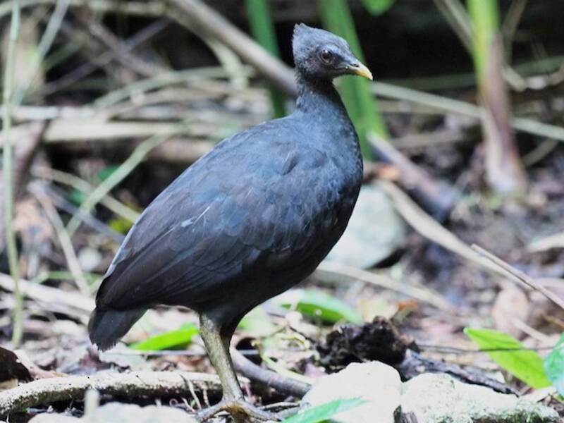 Megápodo Sombrío, Fotos 3