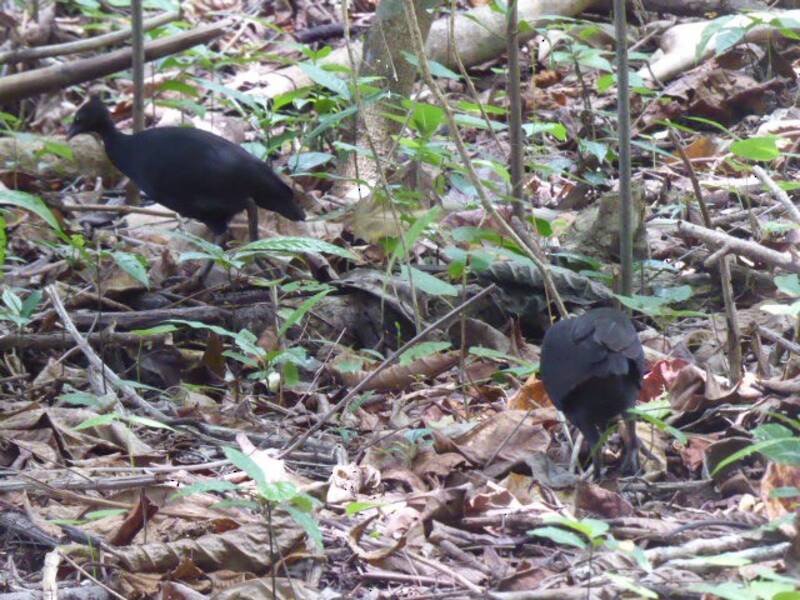 Megápodo Sombrío, Fotos 4
