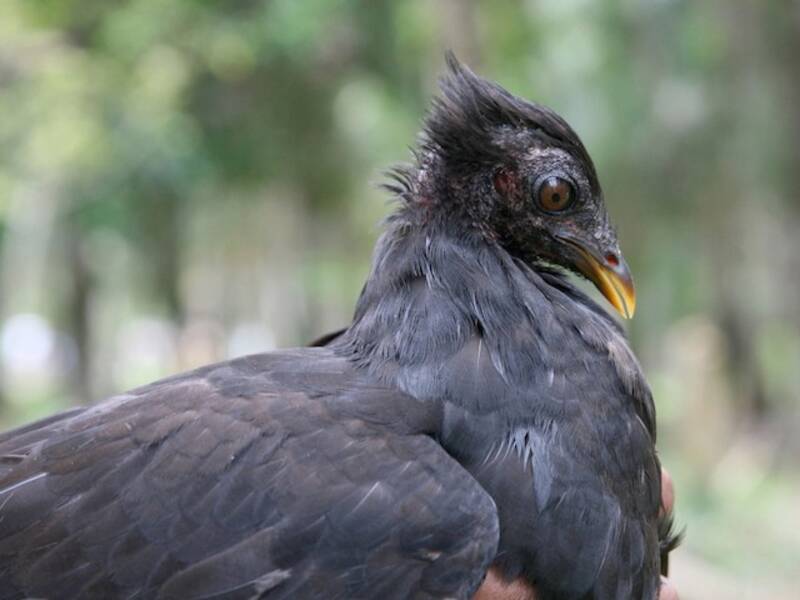 Biak Megapode