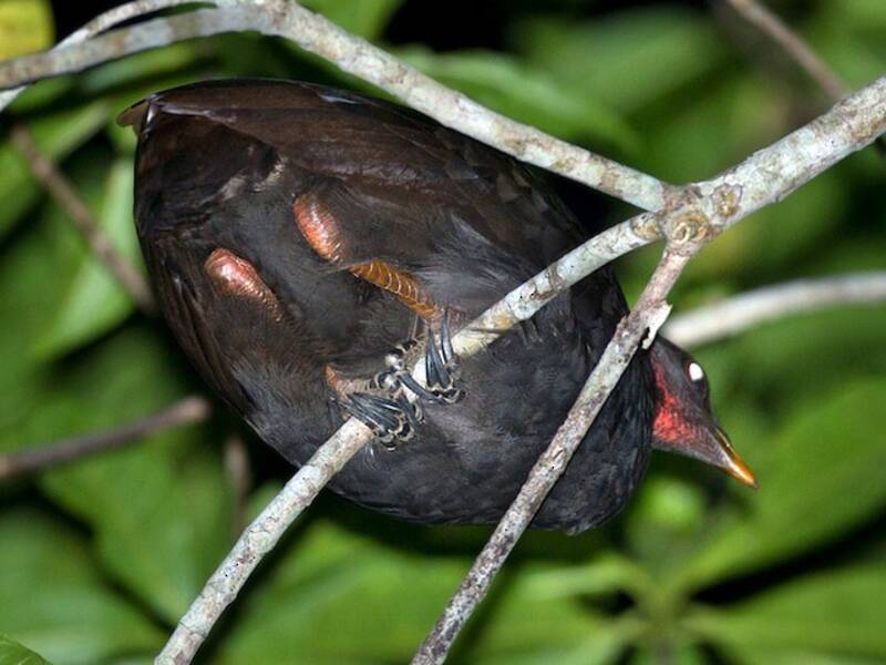 Biak Megapode, 照片 2