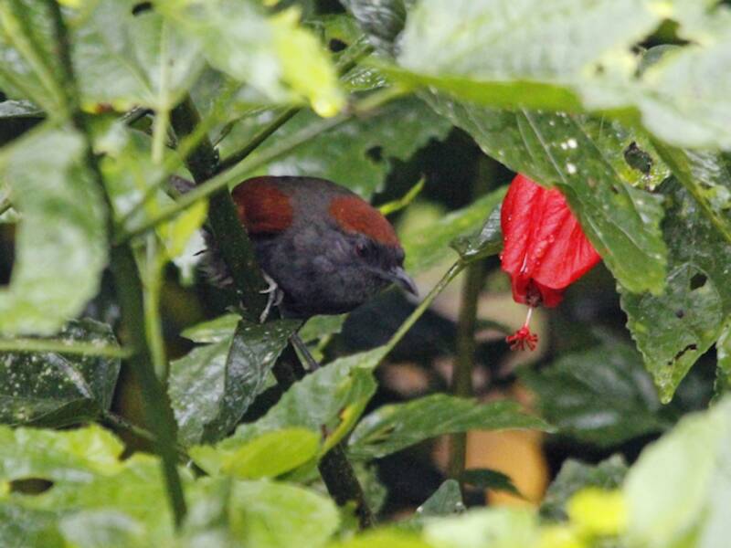 Dusky Spinetail, Photos 2