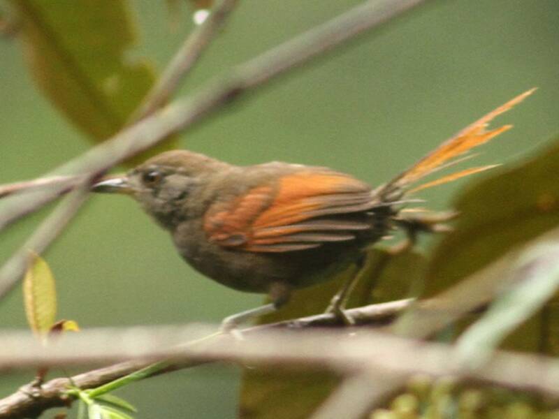 Dusky Spinetail, Photos 3