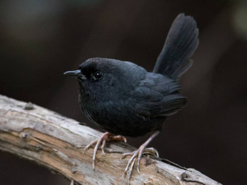Dunkeltapaculo, Fotos 3