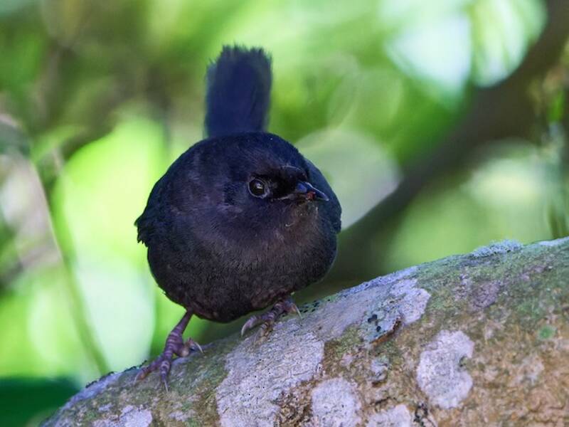 Dunkeltapaculo, Fotos 4