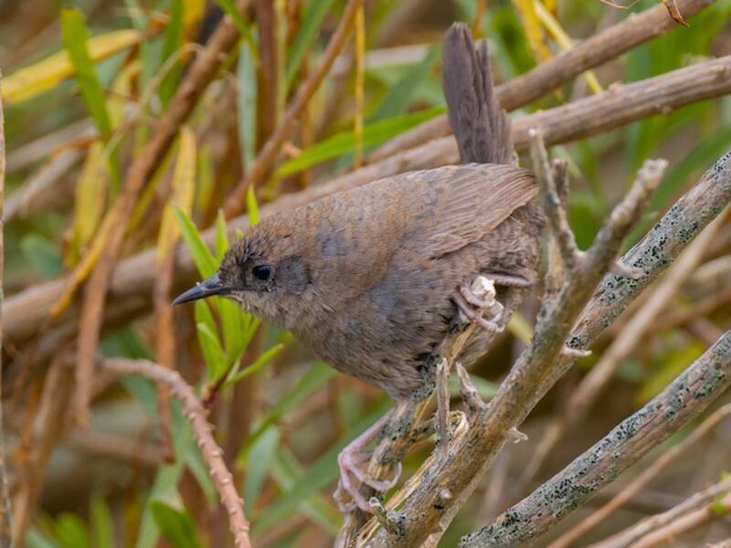 Dunkeltapaculo