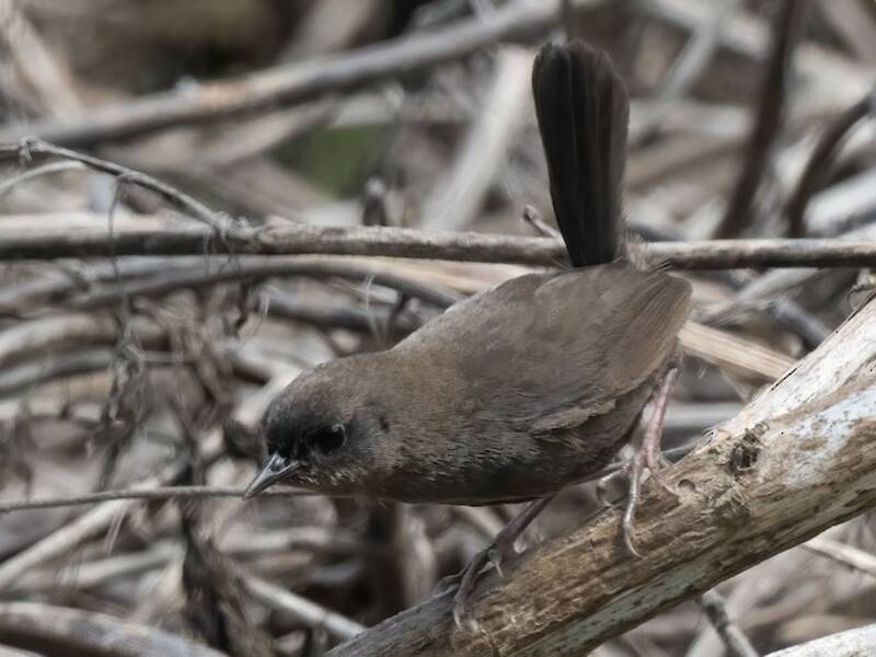 Dunkeltapaculo, Fotos 2