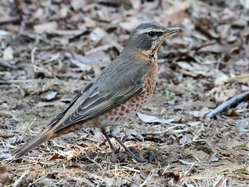 Naumann's Thrush