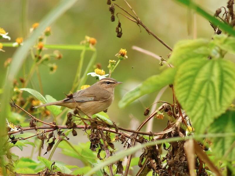 Mosquitero Sombrío, Fotos 4