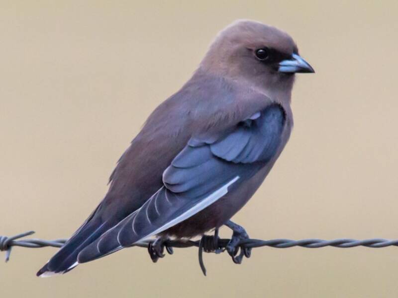 Dusky Woodswallow, 照片 4