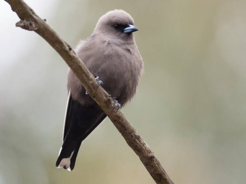 Dusky Woodswallow, 照片 3
