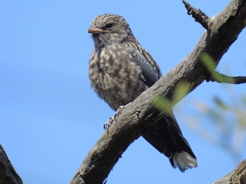 Dusky Woodswallow, 照片 2
