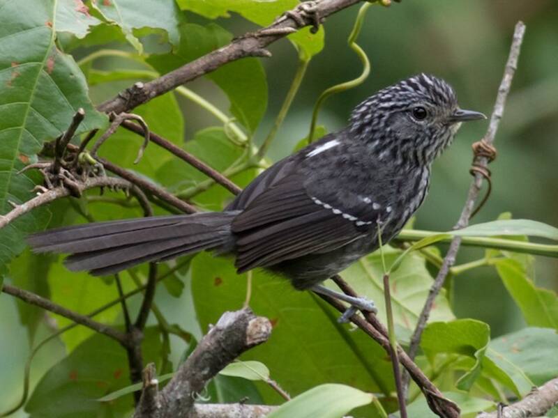 Dunkelschwanz-Ameisenvogel, Fotos 2