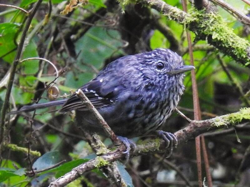 Dunkelschwanz-Ameisenvogel, Fotos 4