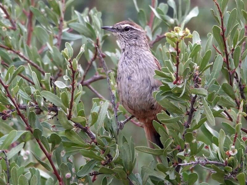Dusky-tailed Canastero (Pseudasthenes humicola)