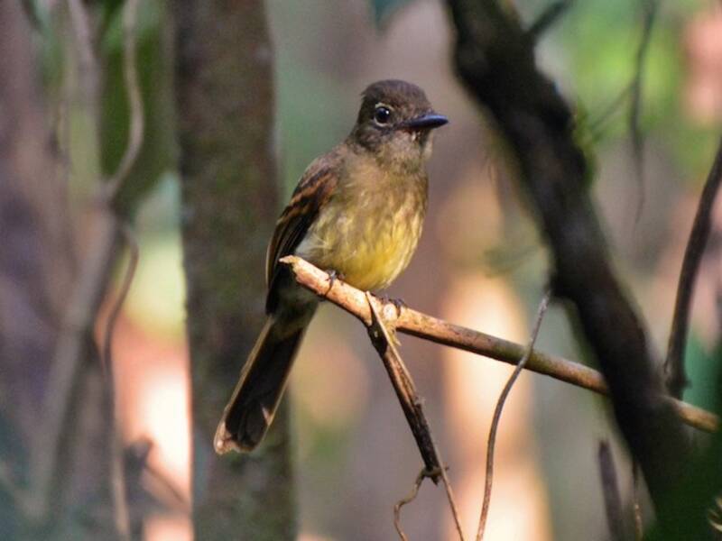 Picochato Colioscuro