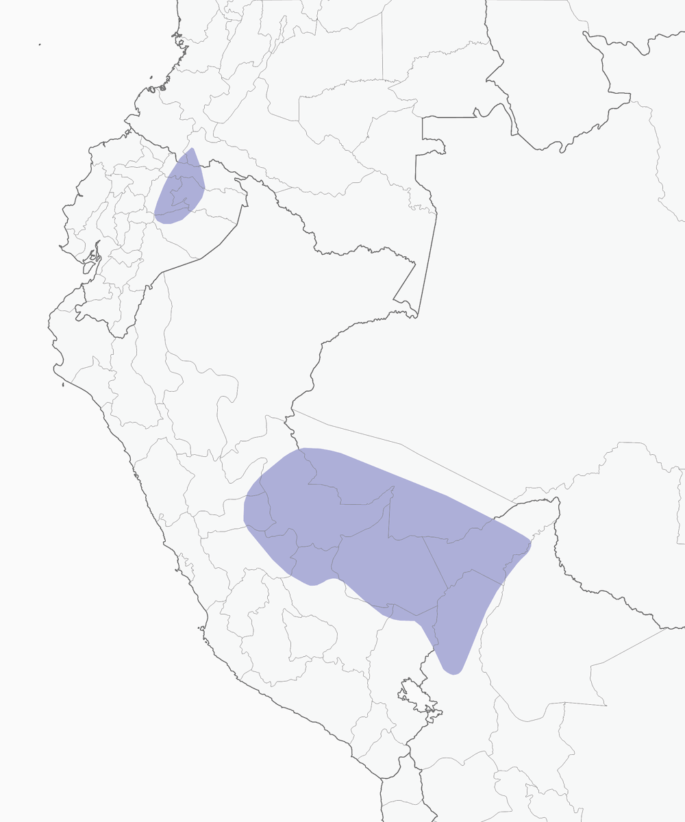 Picochato Colioscuro, Distribución 1