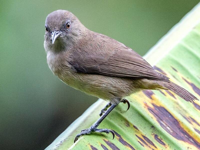 Zostérops sombre, Photos 3