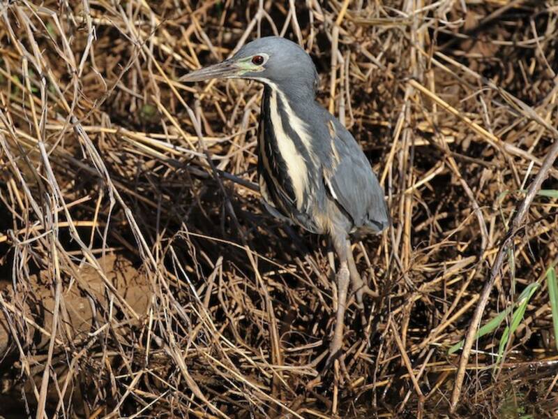 Dwarf Bittern, Photos 2