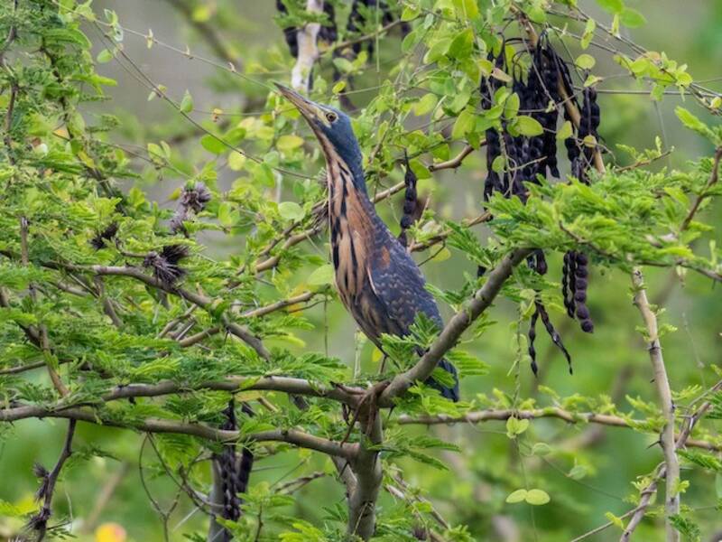 Dwarf Bittern, Photos 4