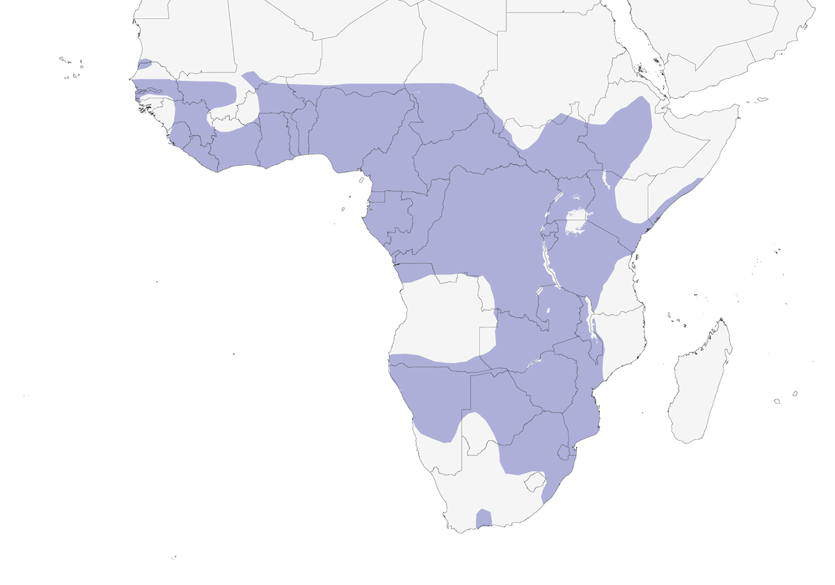 Dwarf Bittern, Distribution 1