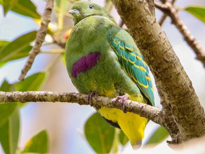 Colomba frugivora nana, Foto 4