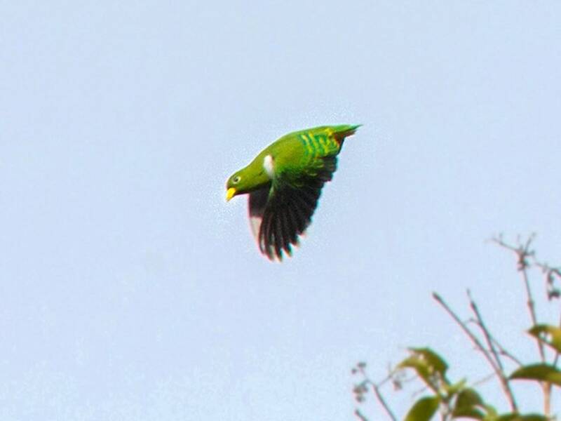 Colomba frugivora nana, Foto 2