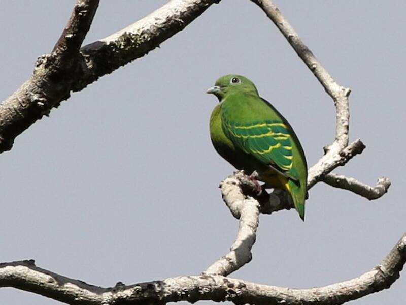 Colomba frugivora nana, Foto 3