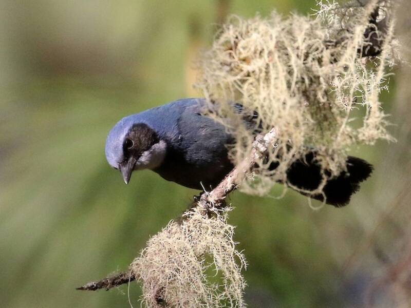 Ghiandaia nana, Foto 4