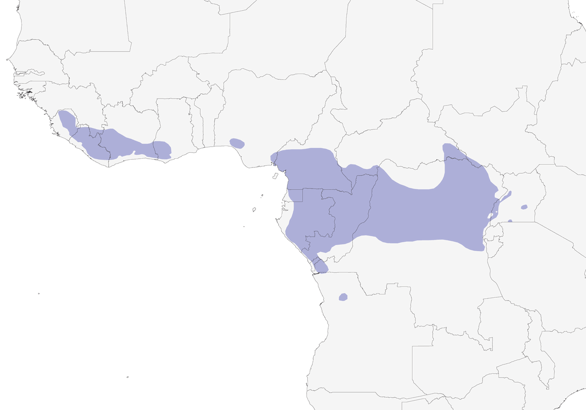 Martin pescatore nano africano, Distribuzione 1