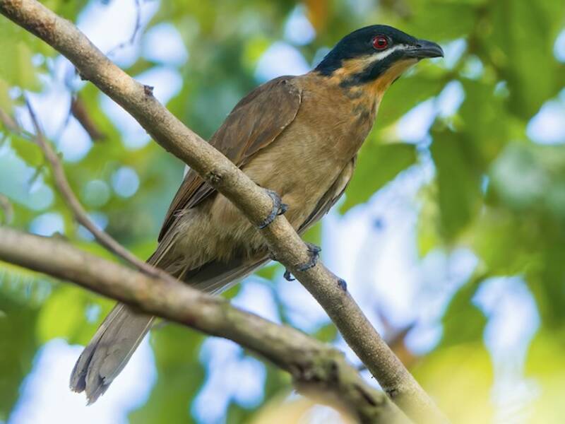 Koel Enano, Fotos 4