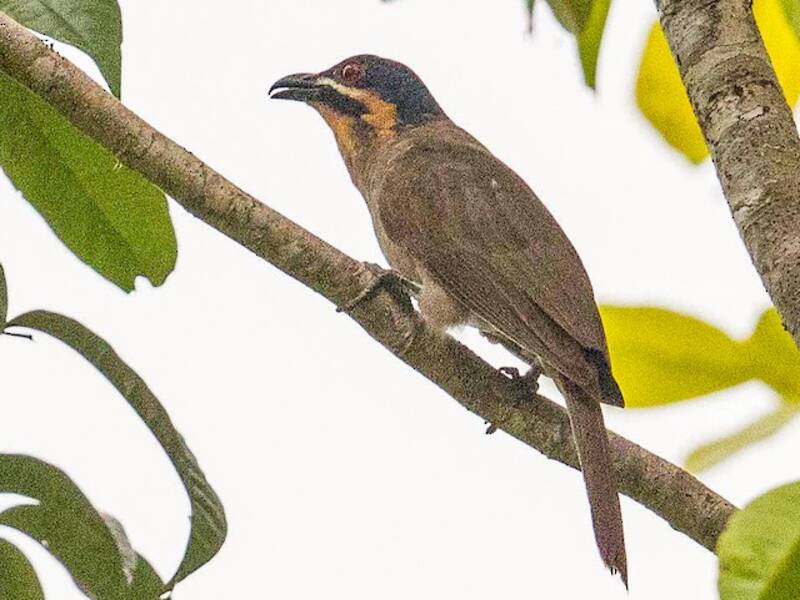 Koel Enano, Fotos 2
